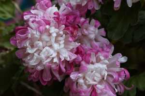 CHRYSANTHEMUM-24 (7)